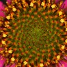 Echinacea angustifolia - Plant