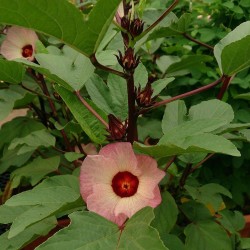 Jamaica flower - Plant