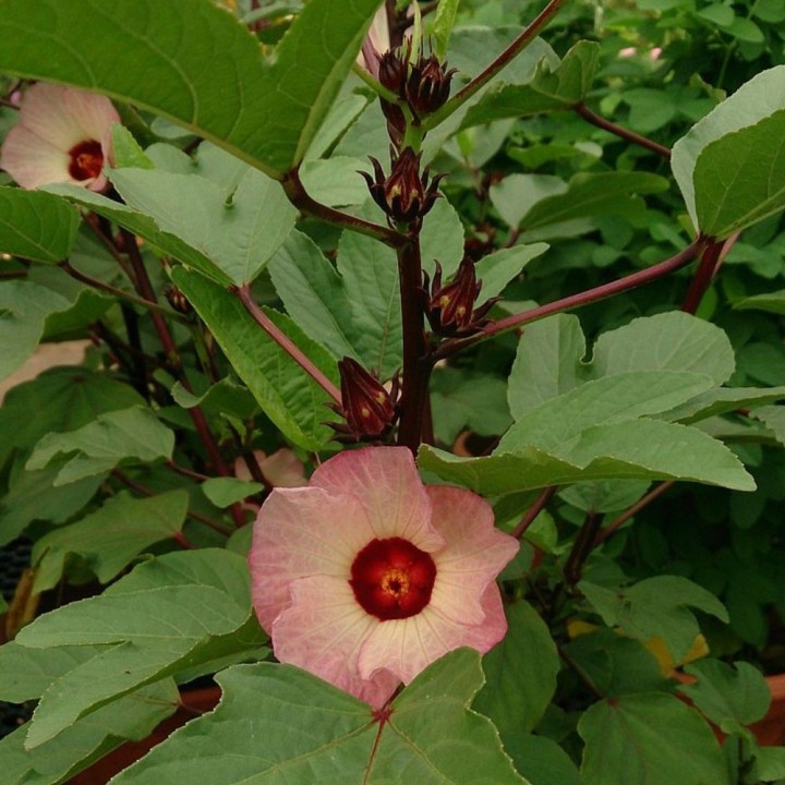 Jamaica flower - 1 plant