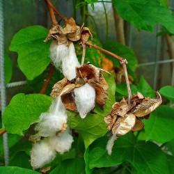 Herbaceous cotton - Plant