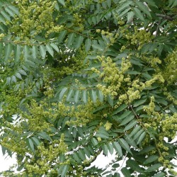 Soap tree - Plant