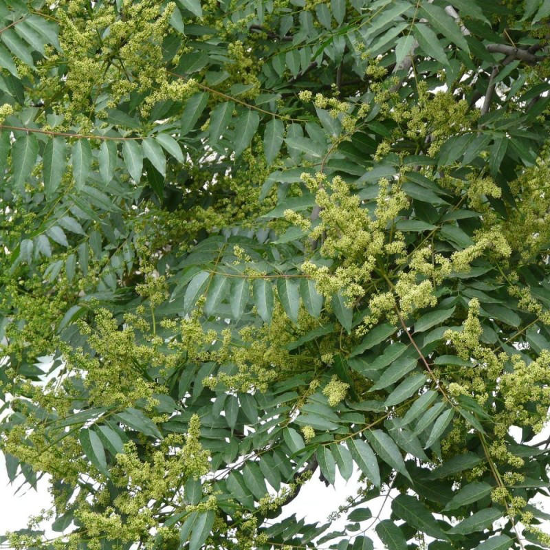 Soap tree - Plant