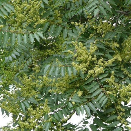 Soap tree - Plant Soap tree - Plant