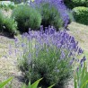 Lavender - Plant