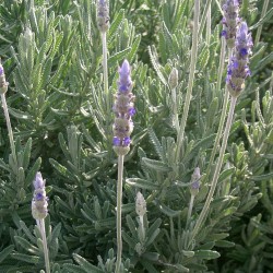 Lavandula dentata - Plant
