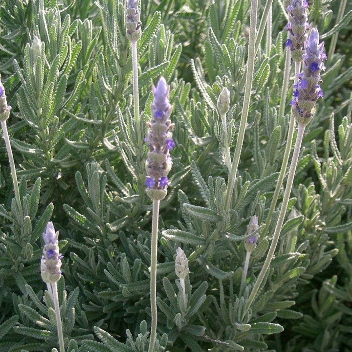 Lavandula dentata - 1 plant