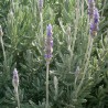 Lavandula dentata - Plant