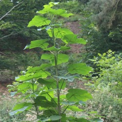 Paulownia tomentosa - Plant