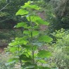 Paulownia tomentosa - Plant