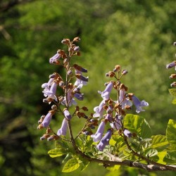 Paulownia tomentosa - Plant
