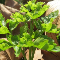 Flat-leaf parsley - Plant