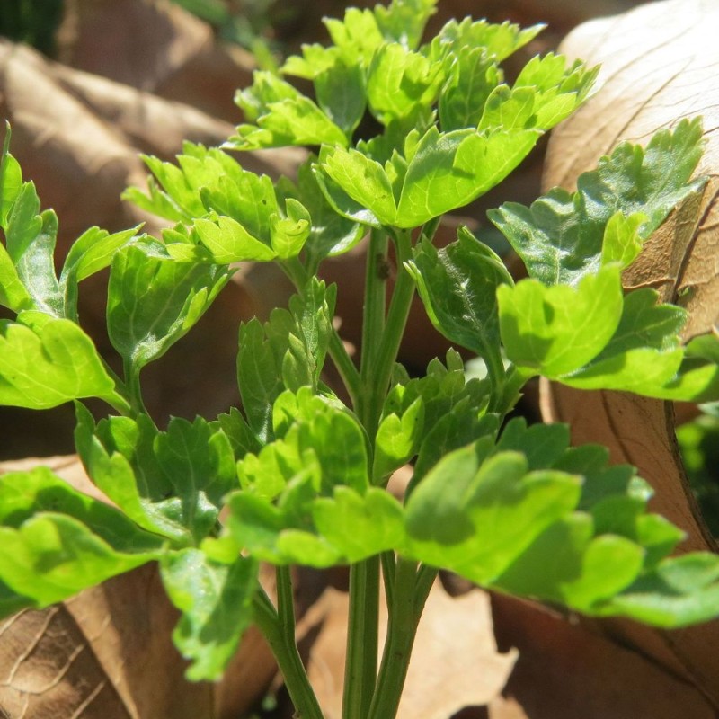 Flat-leaf parsley - Plant