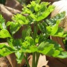 Flat-leaf parsley - Plant