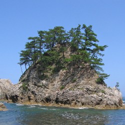 Japanese black pine - Plant