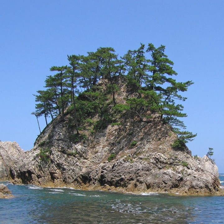 Japanese black pine - 1 plant