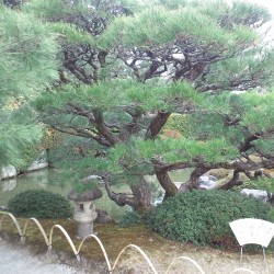 Japanese black pine - Plant