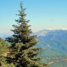Pinsapo - Plant