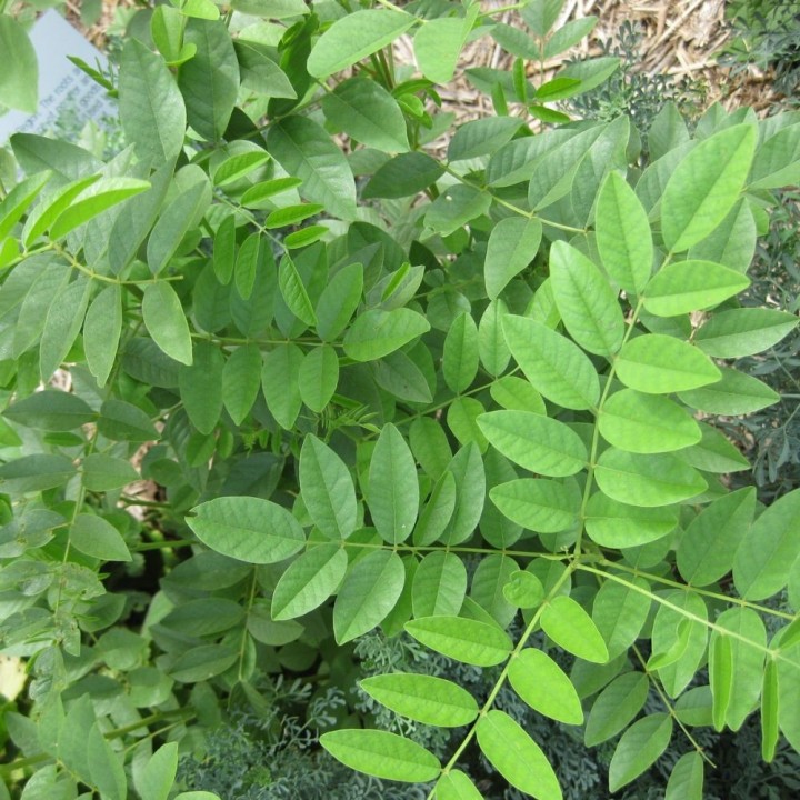 Licorice - 1 plant