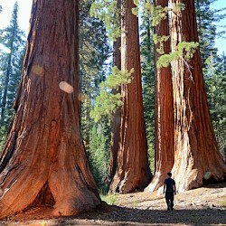 Giant Sequoia - Plant