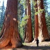 Giant Sequoia - Plant