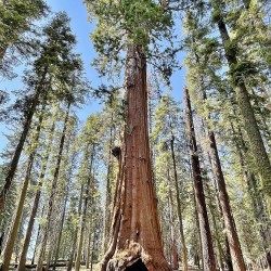 Giant Sequoia - Plant