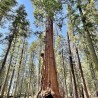 Giant Sequoia - Plant