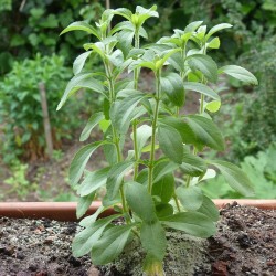 Stevia - Plant