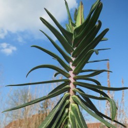 Caper spurge - Plant