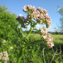 Valerian - Plant