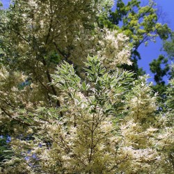 Japanese maple 'Butterfly' - Plant