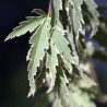 Japanese maple 'Butterfly' - Plant