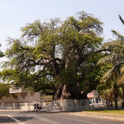 Baobab madagascariensis - Seeds