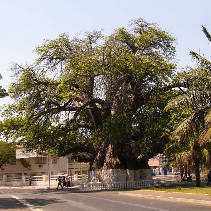 Baobab madagascariensis - Seeds