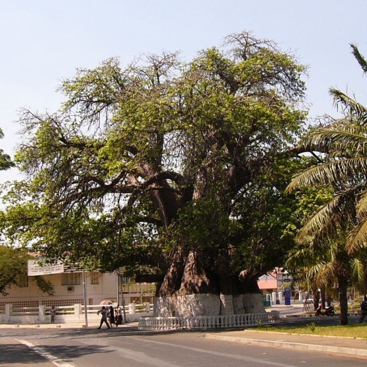 Baobab madagascariensis - Seeds