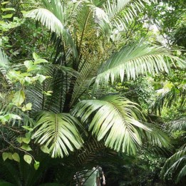 Formosa palm - Seeds