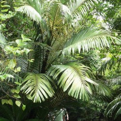 Formosa palm - Seeds