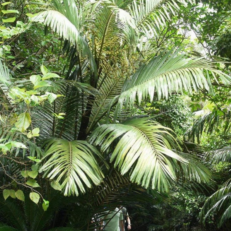 Formosa palm - Seeds