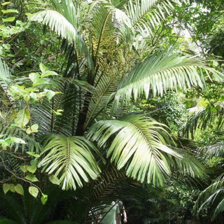 Formosa palm - Seeds Formosa palm - Seeds