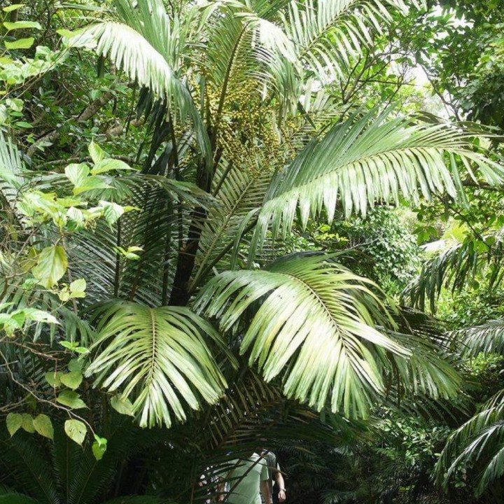 Formosa palm - Seeds