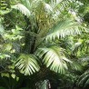 Formosa palm - Seeds