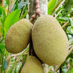 Jackfruit - Seeds