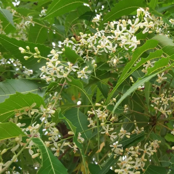 Neem tree - 8 seeds