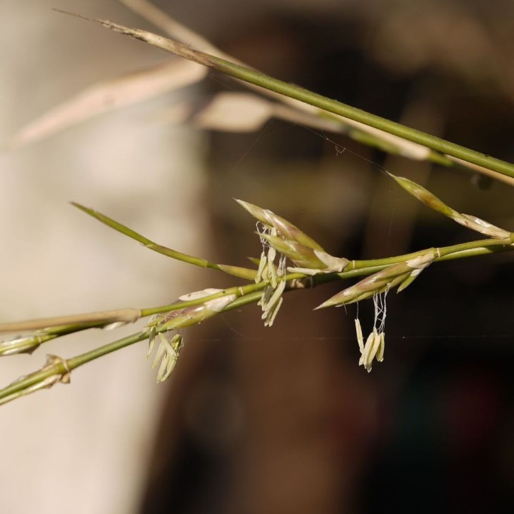 Indian spiny bamboo - 15 seeds