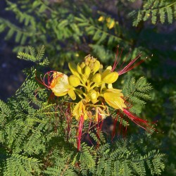 Caesalpinia gilliesii - Seeds