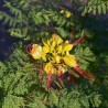 Caesalpinia gilliesii - Seeds