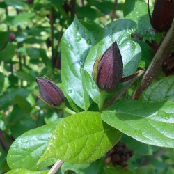 Calycanthus floridus - Seeds