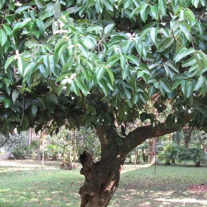 True Cinnamom tree - Seeds