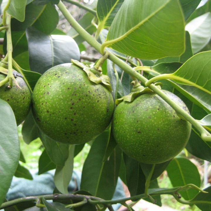 Black sapote - 3 seeds