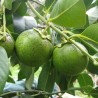 Black sapote - Seeds
