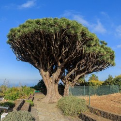 Dragon tree - Seeds